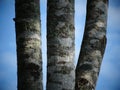 Tree trunk and the blue sky