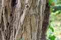 Tree Trunk At Botanical Garden Macea, Arad County - Romania