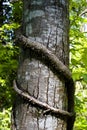 Tree trunk