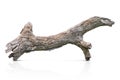 Tree trunk, branch tree dry cracked dark bark isolated on white background. clipping path Royalty Free Stock Photo