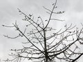 Tree  trunk and branches against blue cloudy sky background, copy space. Royalty Free Stock Photo
