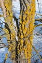 Tree trunk branches with bark and yellow moss, snow background Royalty Free Stock Photo