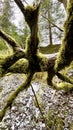 Tree trunk and branches covered with moss. Polish mountains Royalty Free Stock Photo