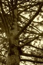 tree trunk and branches. pines, bottom view. branches as steps Royalty Free Stock Photo