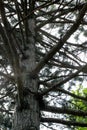 Tree trunk and branches. pines, bottom view. branches as steps Royalty Free Stock Photo