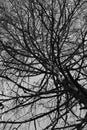 Tree trunk branches spiraling up to sky, black and white Royalty Free Stock Photo