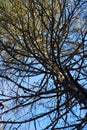 Tree trunk branches spiraling up to sky Royalty Free Stock Photo