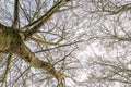 Tree trunk, branches and twigs Royalty Free Stock Photo