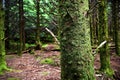 Dark Green Mossy Tree Trunk With Dark Forest in the Backdrop