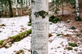 Tree trunk with a carved heart and initials in Biogradska Gora park. Montenegro