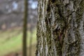 Oak tree trunk with clear bark detail and a blurred woodland in the background Royalty Free Stock Photo