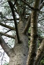 Tree trunk close up from cedrus atlantica atlas cedar from mountain