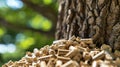 Tree trunk close up with wood pellet symbolizing transformation from tree to pellet Royalty Free Stock Photo