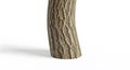 Tree Trunk Closeup with Textured Bark Pattern Royalty Free Stock Photo