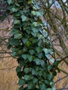 Tree trunk completely covered with green climbing plant Royalty Free Stock Photo