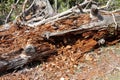 Tree trunk completely destroyed by termites