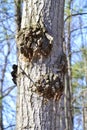 Tree trunk covered in Bacterial Crown Galls (Agrobacterium radiobacter) along Hickling Recreational Trail