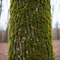 The moss provides a thick, velvety texture, contrasting with the coarser bark Royalty Free Stock Photo