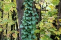 Tree trunk covered by green ivy leaves Royalty Free Stock Photo