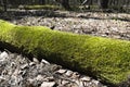 Tree trunk covered with green moss in autumn Royalty Free Stock Photo