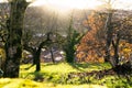 Tree trunk covered with green moss on blur background leafless tree and green grass in the park on the mountain near village in