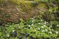 fallen tree among the sptingtime white flowers