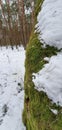 tree trunk covered with green moss and snow in winter forest Royalty Free Stock Photo