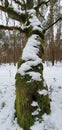 tree trunk covered with green moss and snow in winter forest Royalty Free Stock Photo