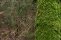 Tree trunk covered with green moss. Thick moss on an old tree. Copy space Royalty Free Stock Photo