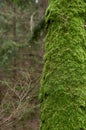 Tree trunk covered with green moss. Thick moss on an old tree. Copy space Royalty Free Stock Photo