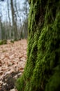 Tree trunk covered with green moss. Thick moss on an old tree Royalty Free Stock Photo