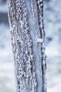 Tree trunk covered in hoarfrost at lake shore Royalty Free Stock Photo
