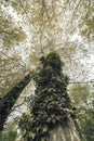 Tree trunk covered with ivy Royalty Free Stock Photo