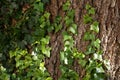 Tree trunk covered by ivy