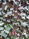 Tree trunk covered in ivy