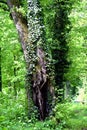 A tree trunk covered with ivy Royalty Free Stock Photo