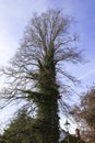 Tree trunk covered by ivy in Salisbury city Royalty Free Stock Photo