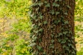 Tree trunk covered by ivy vine Royalty Free Stock Photo