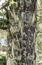 Tree trunk covered with lichen and air plants Royalty Free Stock Photo