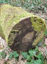 Tree trunk covered with moss in early spring Royalty Free Stock Photo