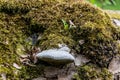 A tree trunk covered with moss and fungus Royalty Free Stock Photo