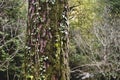 Tree trunk covered with moss and ivy Royalty Free Stock Photo