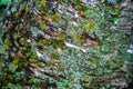 Tree trunk covered in moss and lichen Royalty Free Stock Photo
