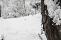 Tree trunk covered with snow and ivy in a forest Royalty Free Stock Photo