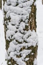 Tree trunk covered with snow in winter forest. Royalty Free Stock Photo