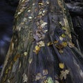 Tree trunk covered with wet leaves in autumn Royalty Free Stock Photo