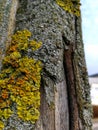 Tree trunk, covered with yellow moss