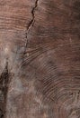 Tree trunk cross cut texture vintage wood Royalty Free Stock Photo