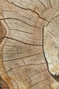 Tree trunk cross section background with annual rings and natural cracks. Royalty Free Stock Photo