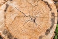 Tree Trunk Cross Section Cut Royalty Free Stock Photo